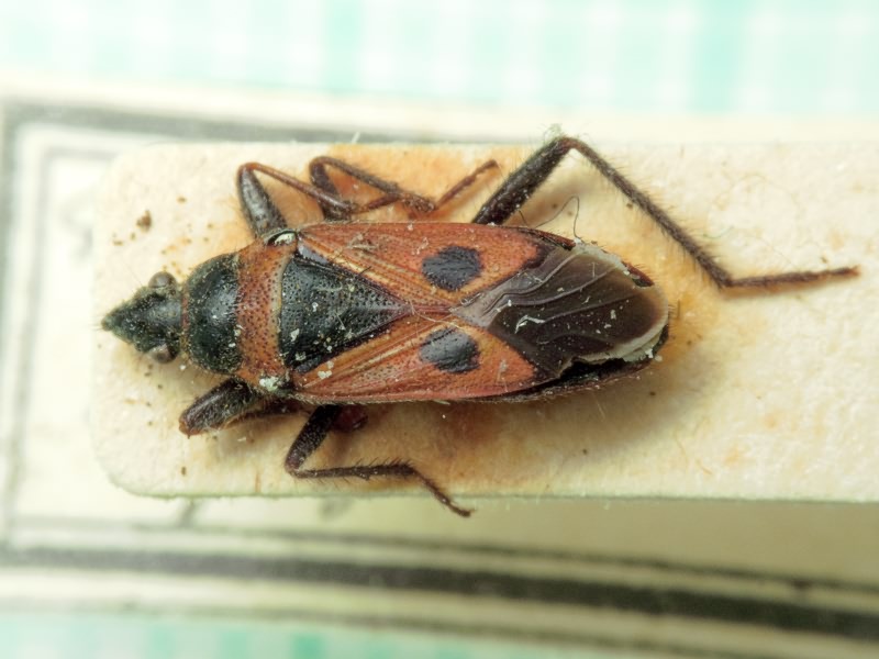 Lasiocoris anomalus (Kolenati, 1845)